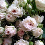Be True Roses ramifiée blanche Equateur Ethiflora